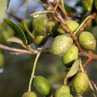 Frische Olive gefällig?