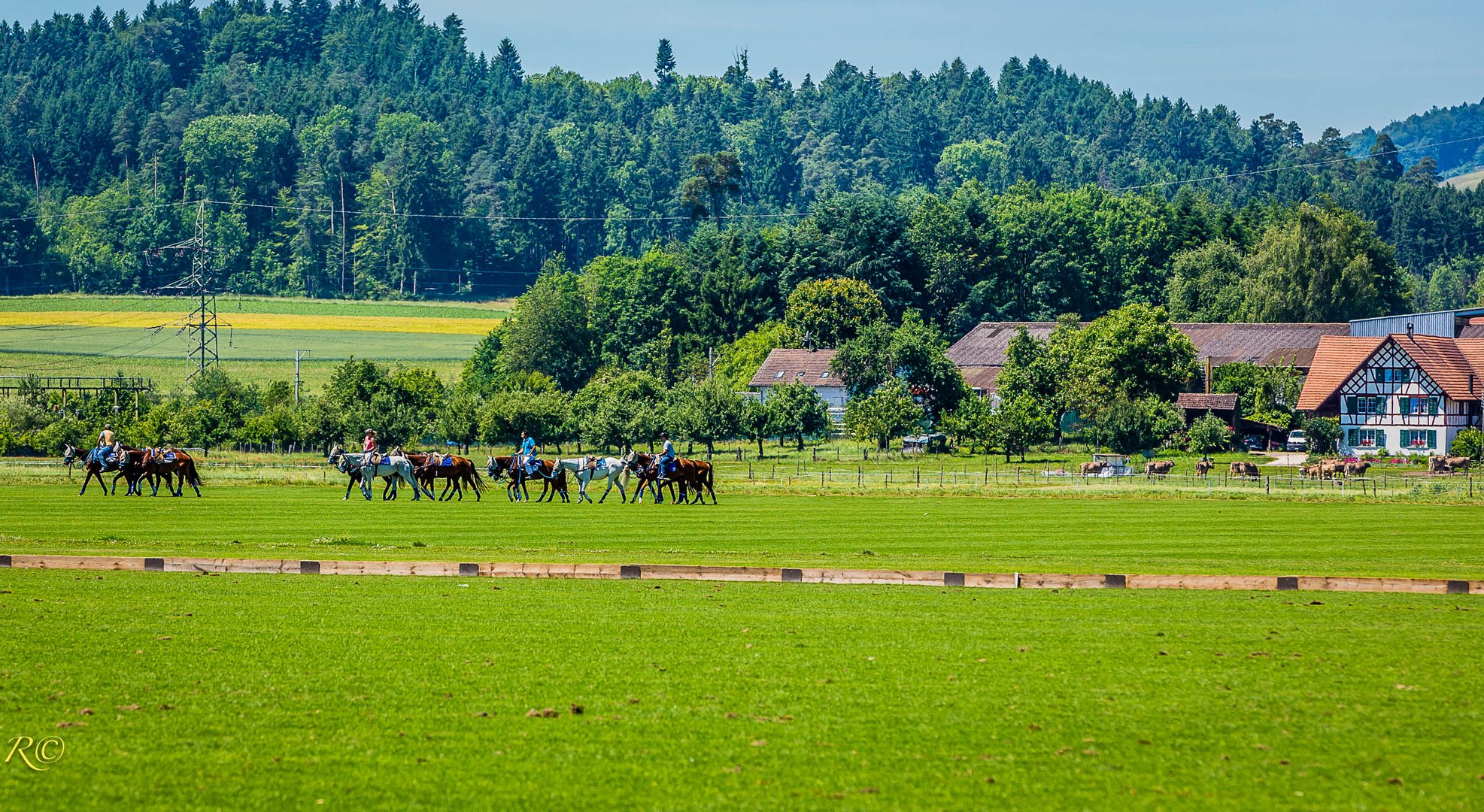 frische Pferde