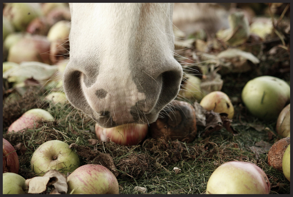 frische Pferdeäpfel Foto & Bild apfel, natur, pferde Bilder auf