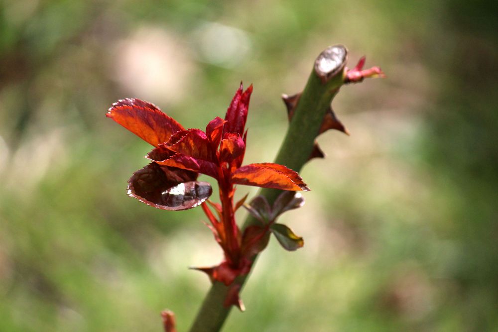 frische Rosentriebe