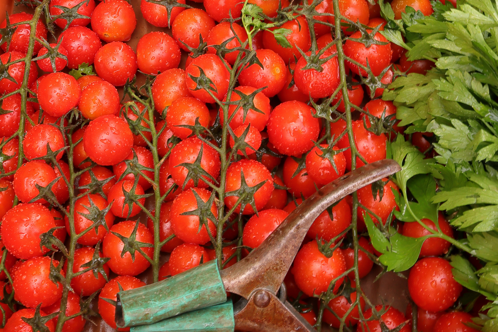 Frische Tomaten auf dem Markt von Santany, Mallorca