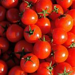 Frische Tomaten im Nachmittagslicht ...