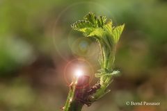 Frische Triebe