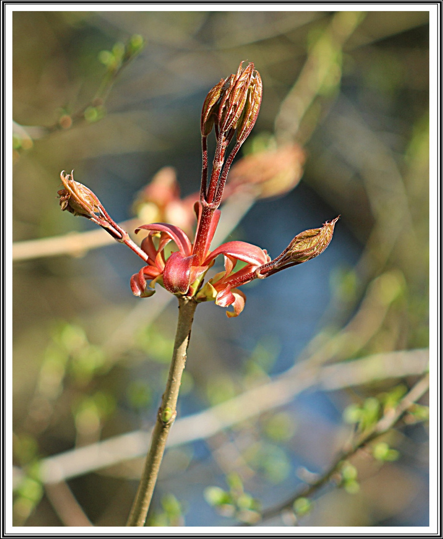 Frische Triebe