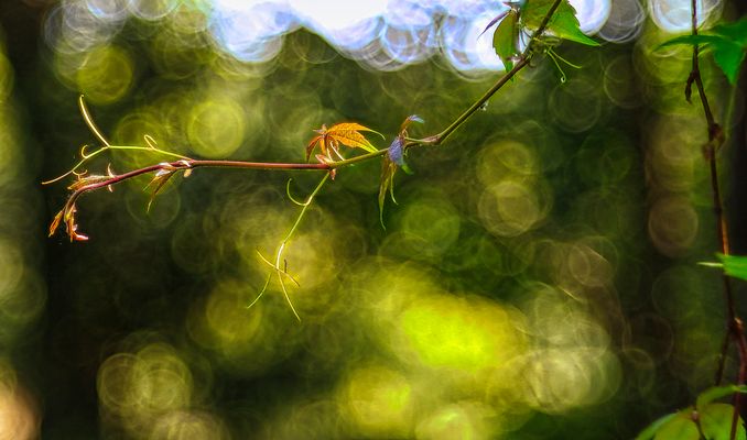 ....frische Triebe....