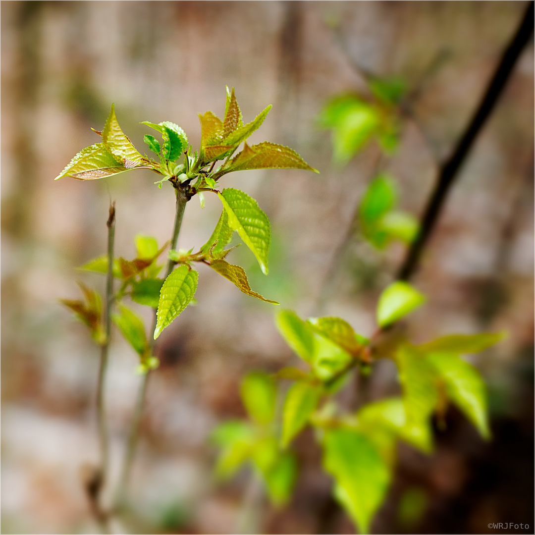 Frische Triebe