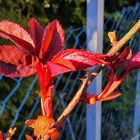 Frische Triebe der Rose am Zaun