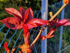 Frische Triebe der Rose am Zaun