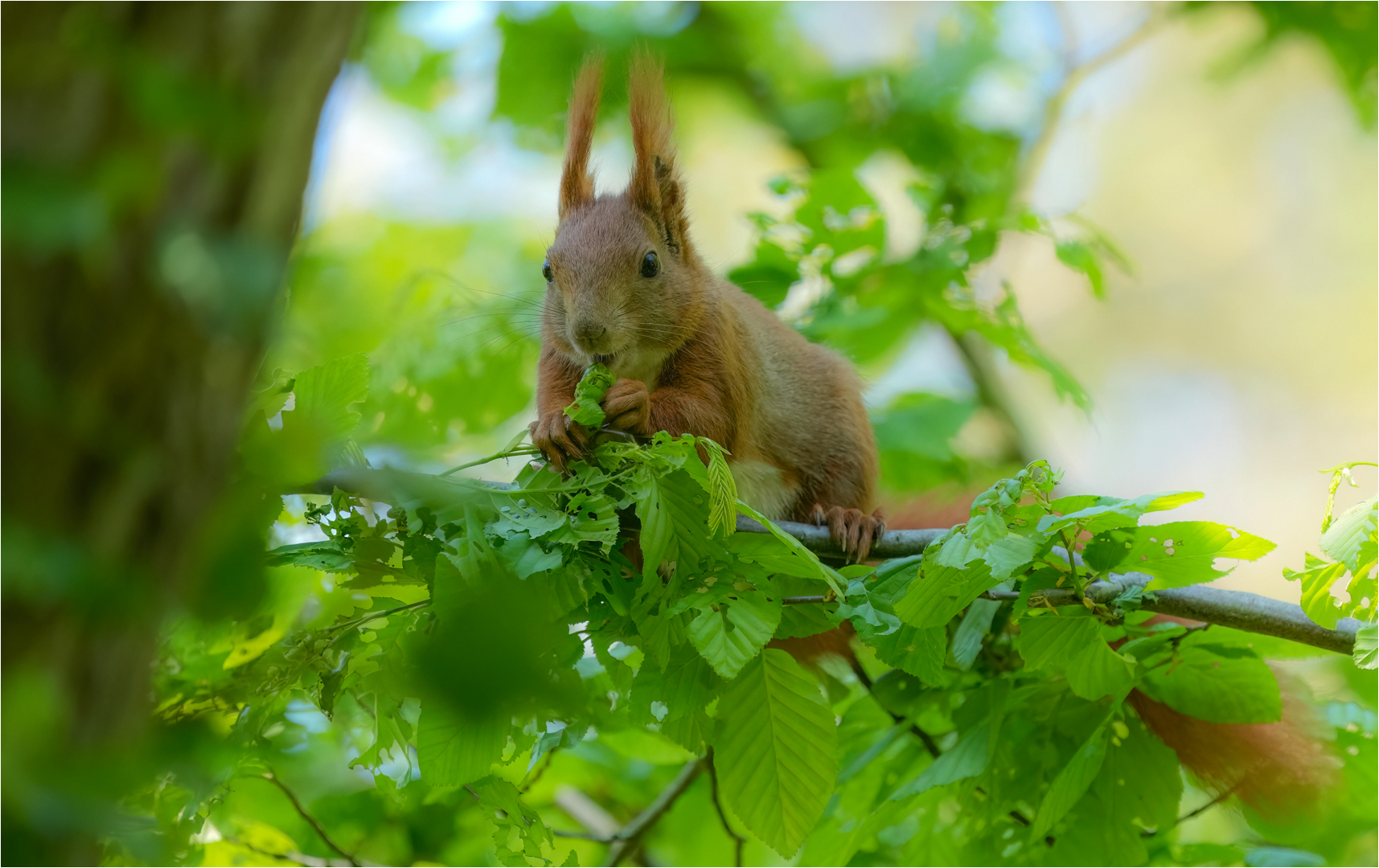 Frische Triebe...