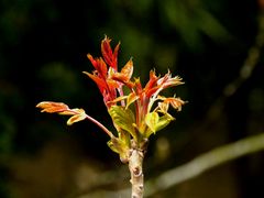 Frische Triebe im Frühling