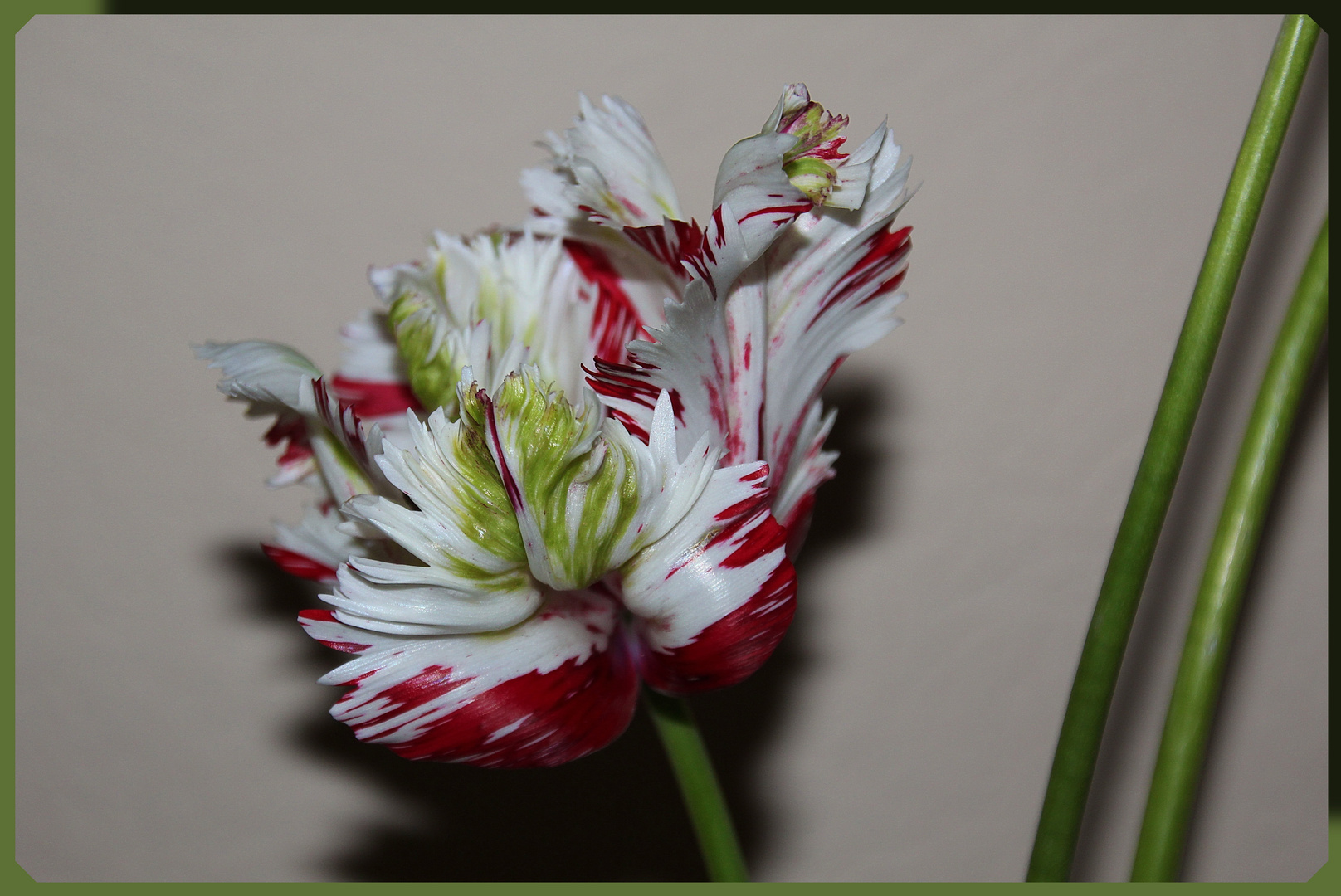 Frische Tulpen aus dem Garten 1