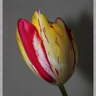 Frische Tulpen aus dem Garten 2