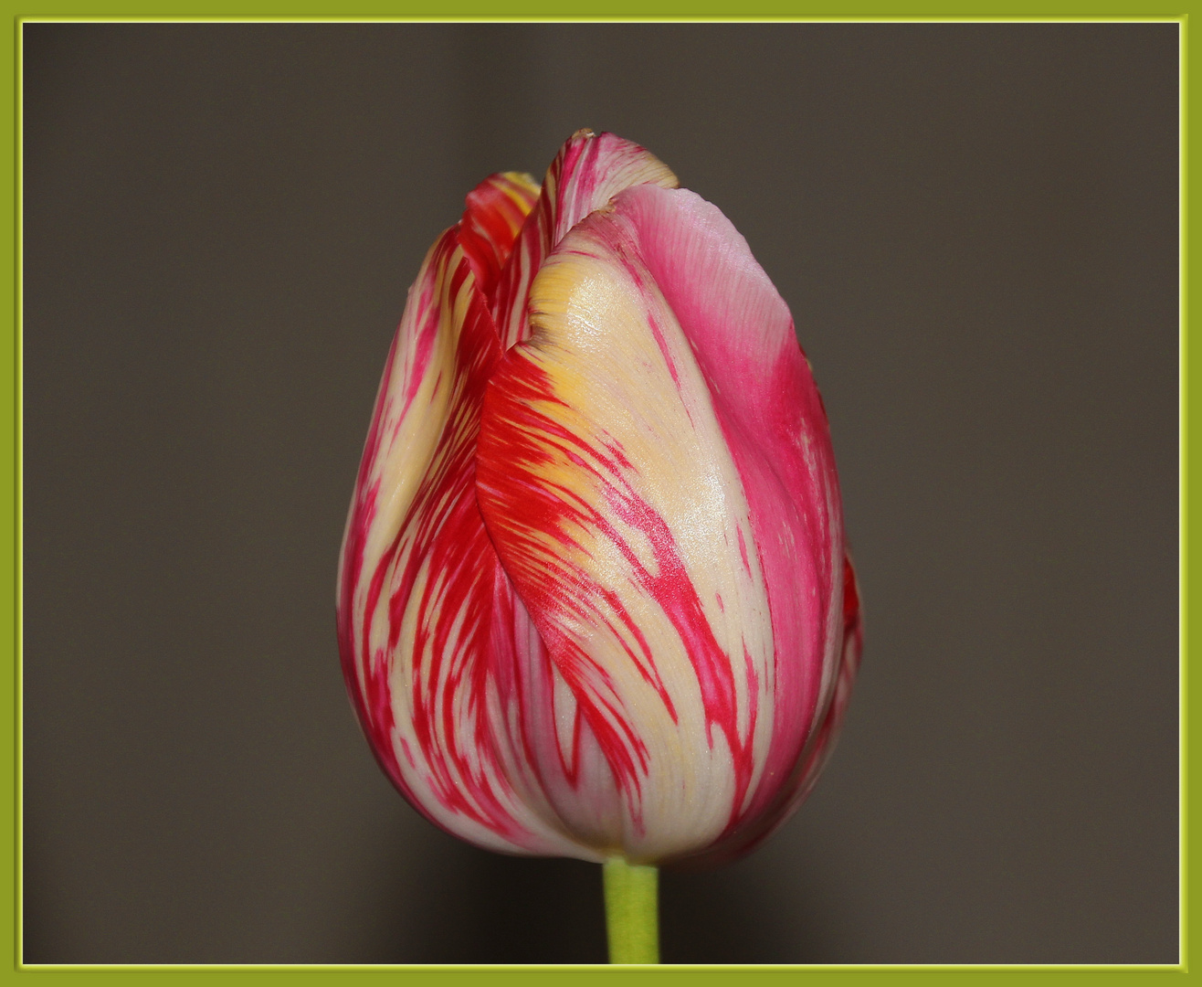 Frische Tulpen aus dem Garten 3