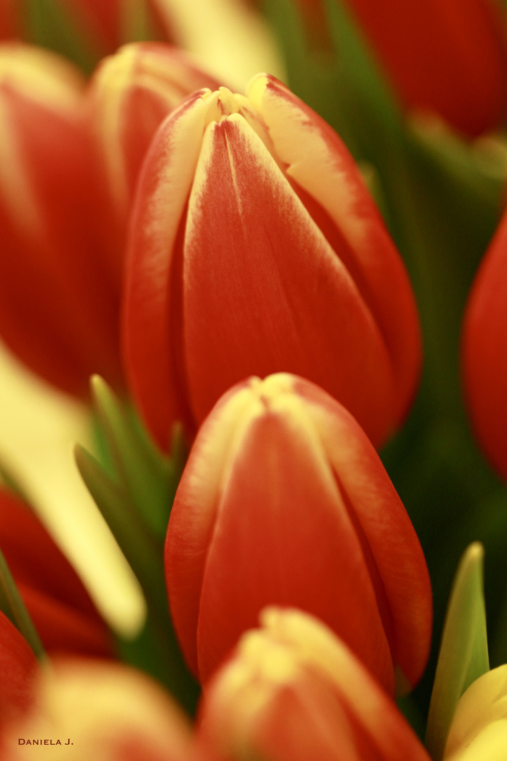 Frische Tulpen