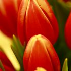 Frische Tulpen