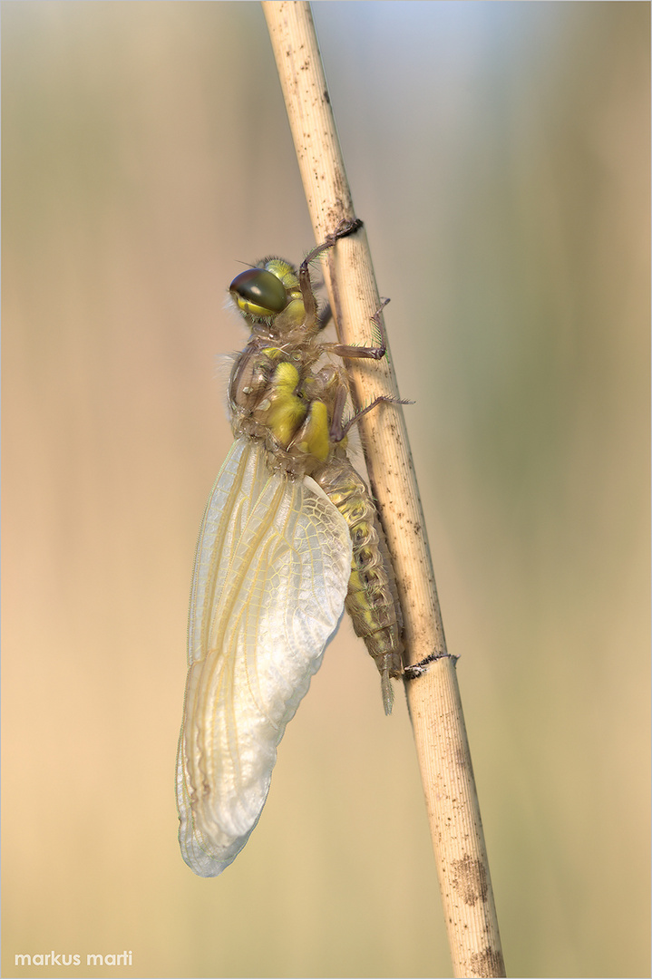 Frische "Vierflecklibelle"