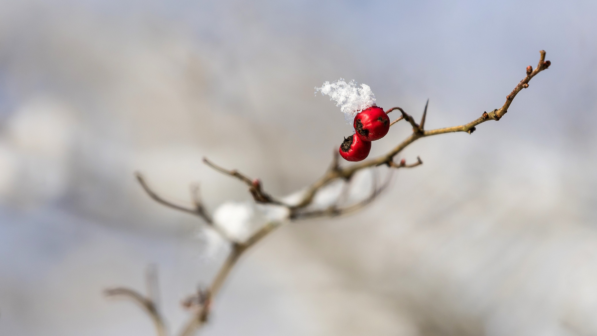 Frische Waldbeeren am geeisten Sahnehäubchen