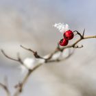 Frische Waldbeeren am geeisten Sahnehäubchen