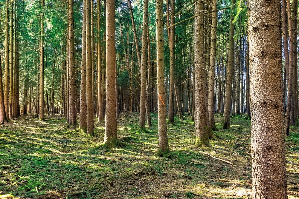 frische Waldluft