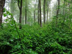 Frische Waldluft