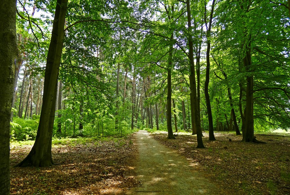 Frische Waldluft 