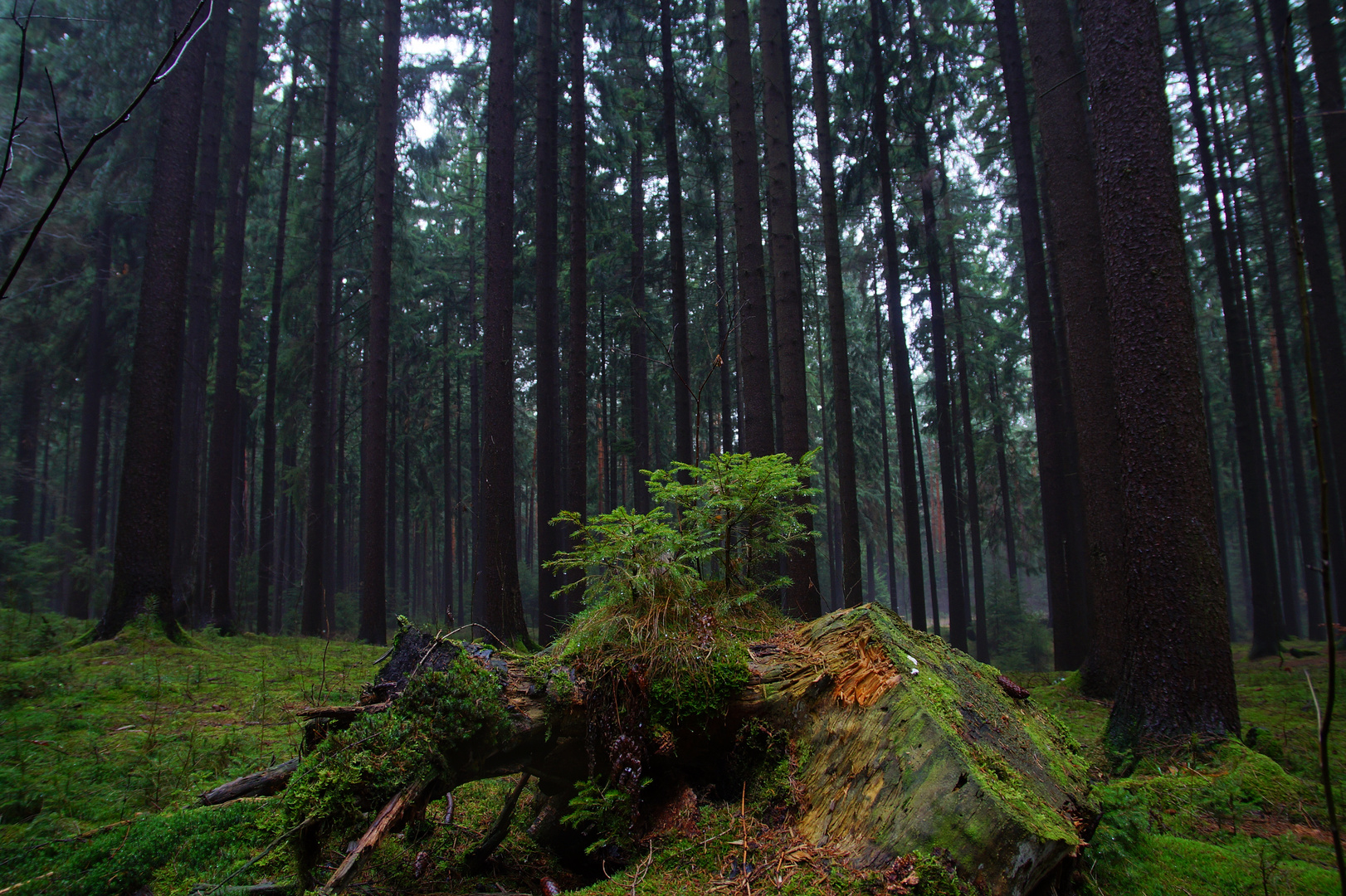 frische waldluft