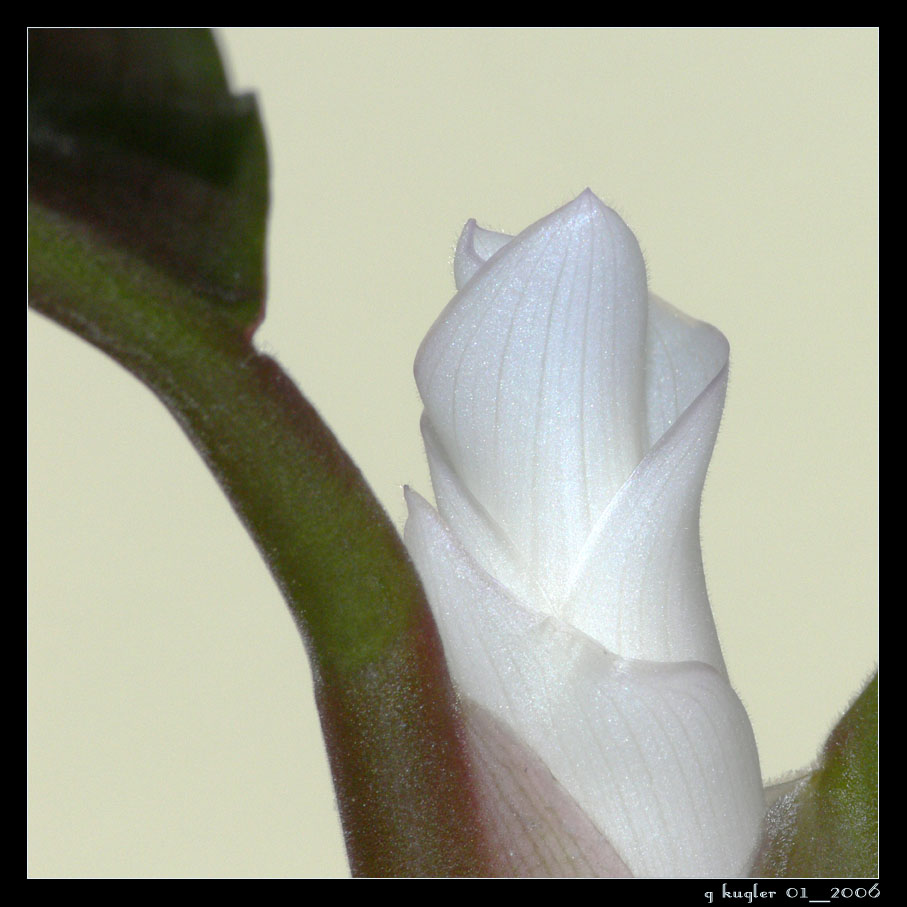 frische weiße Blüte Foto & Bild pflanzen, pilze & flechten
