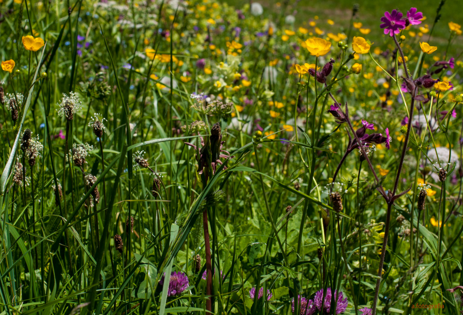 Frische Wiesenblumen.....