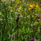 Frische Wiesenblumen.....