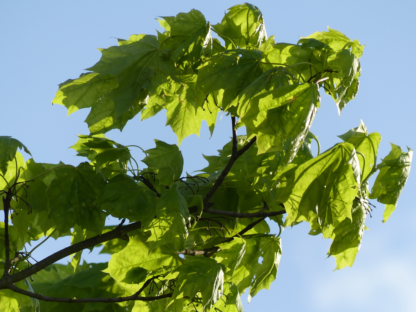 frischer Ahorn im Wind