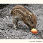 Frischer Apfel für den Frischling