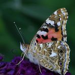 "frischer" Distelfalter (Vanessa cardui)