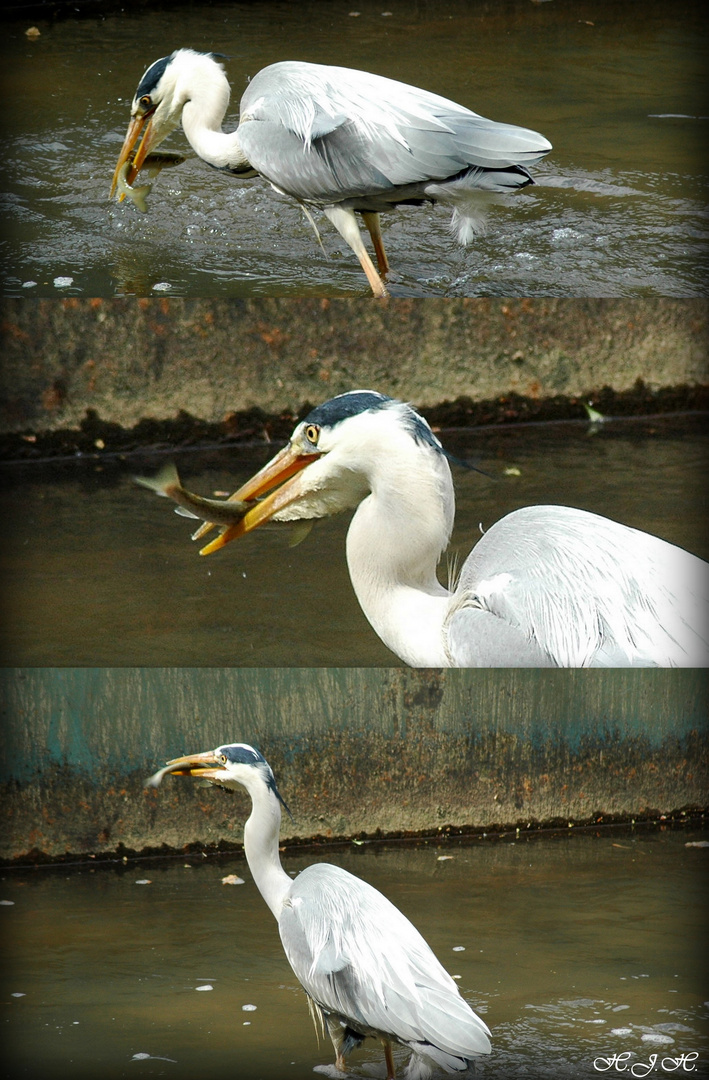 Frischer Fang an der Lahn.