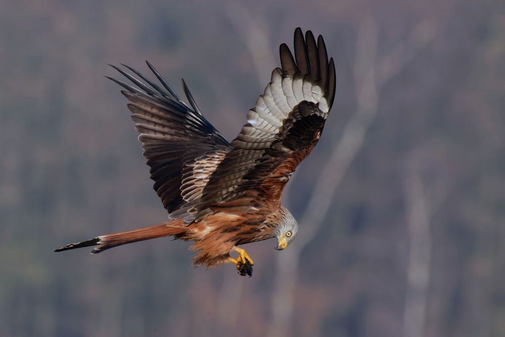 Frischer Fang : Rotmilan ( Milvus milvus) mit Fisch Foto & Bild | tiere ...