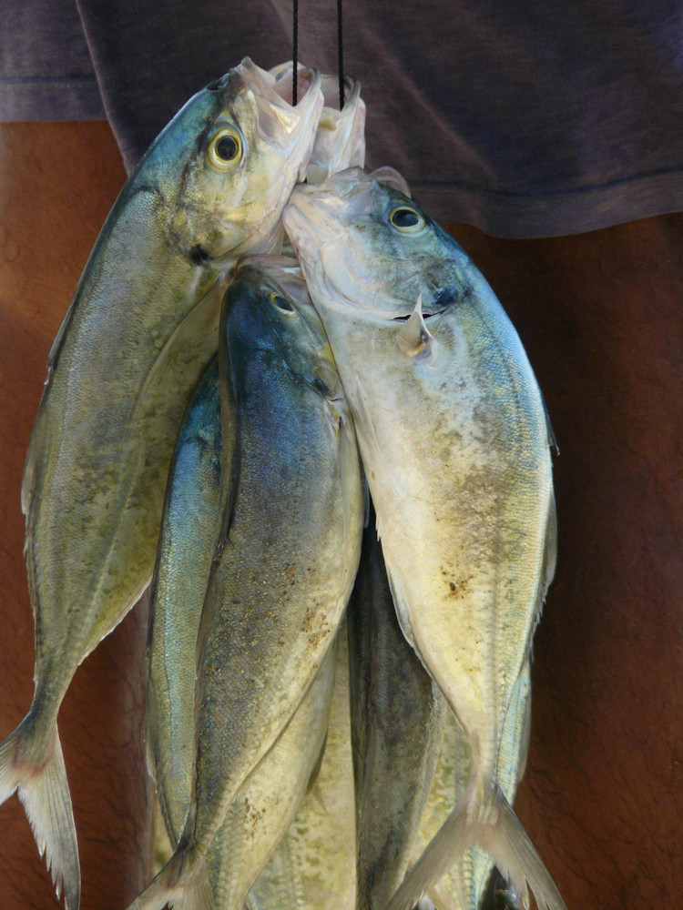 Frischer Fisch