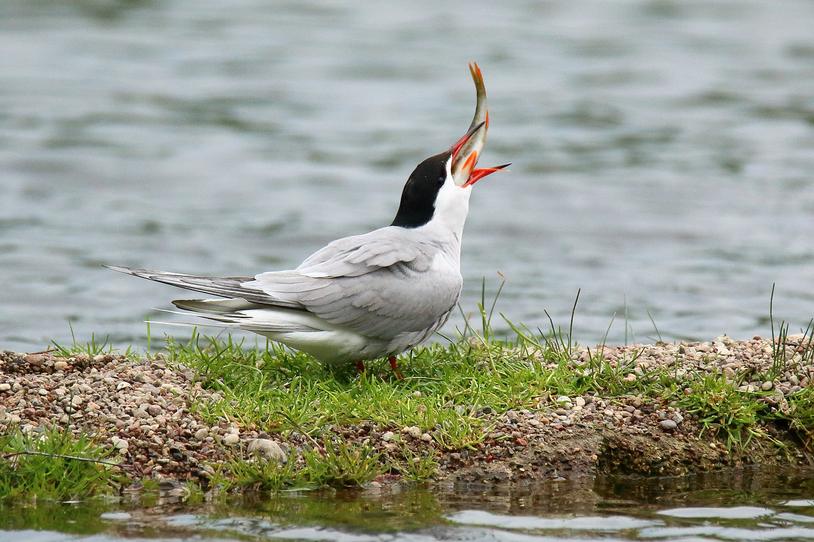 Frischer Fisch