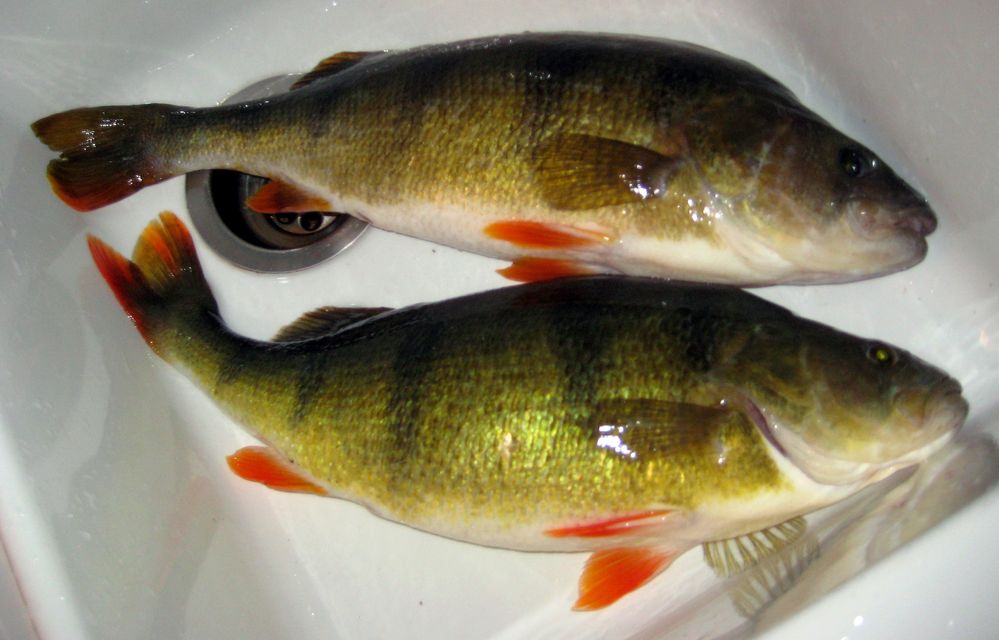 Frischer Fisch Foto &amp; Bild | world, natur, angeln Bilder auf fotocommunity