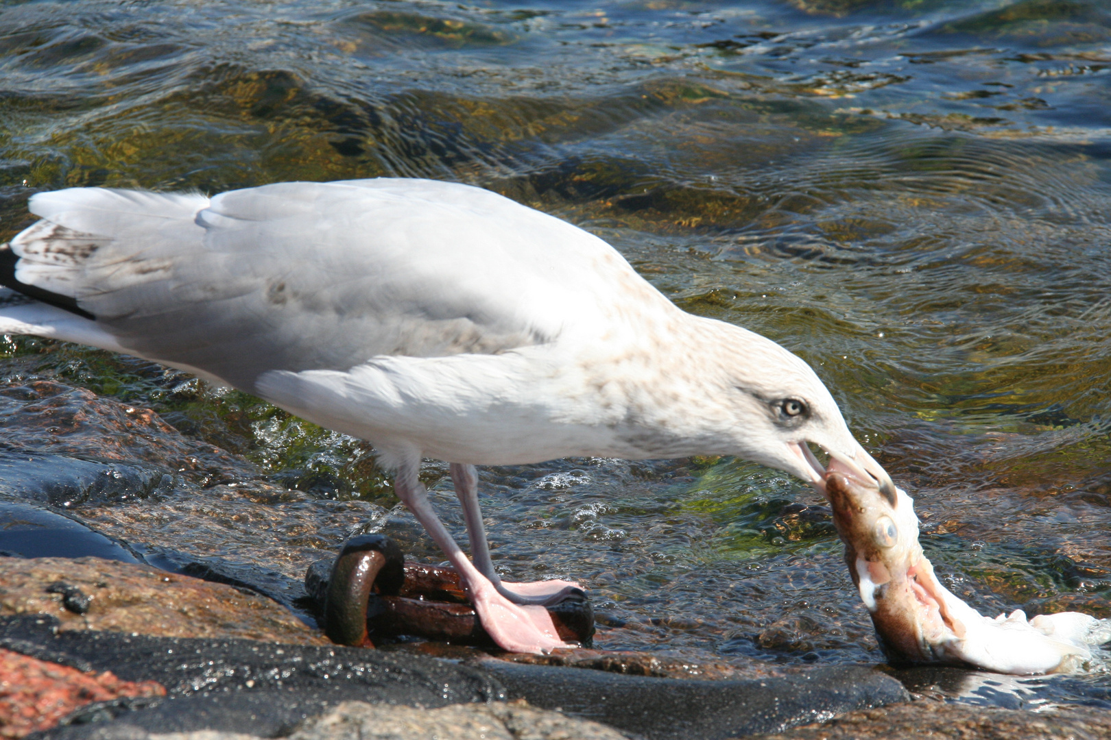 Frischer Fisch