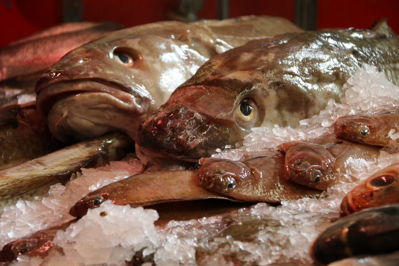 frischer Fisch aus Göteborg