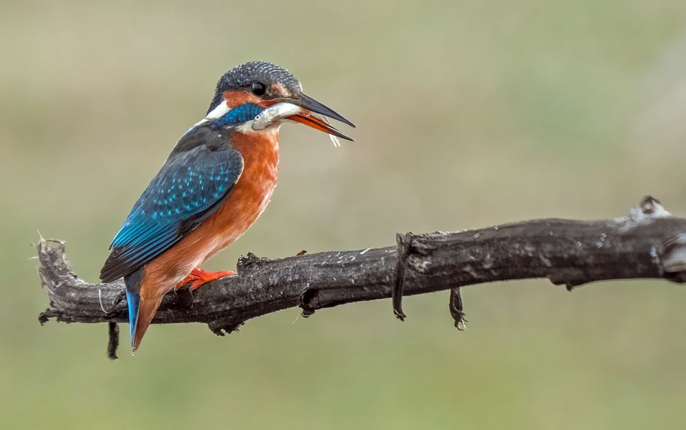 "FRISCHER FISCH" - den mag die Eisi Dame