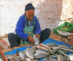 frischer Fisch gefällig