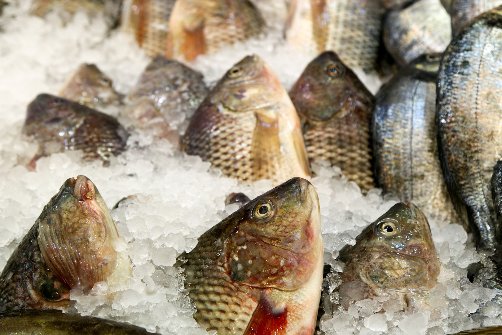  „Frischer Fisch“ Karmel Markt Tel Aviv/ Israel