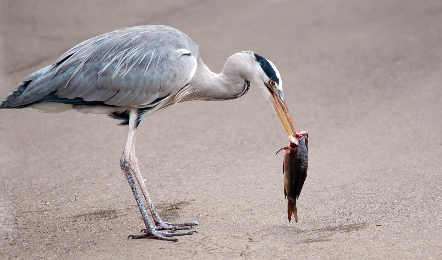 Frischer Fisch lecker...!