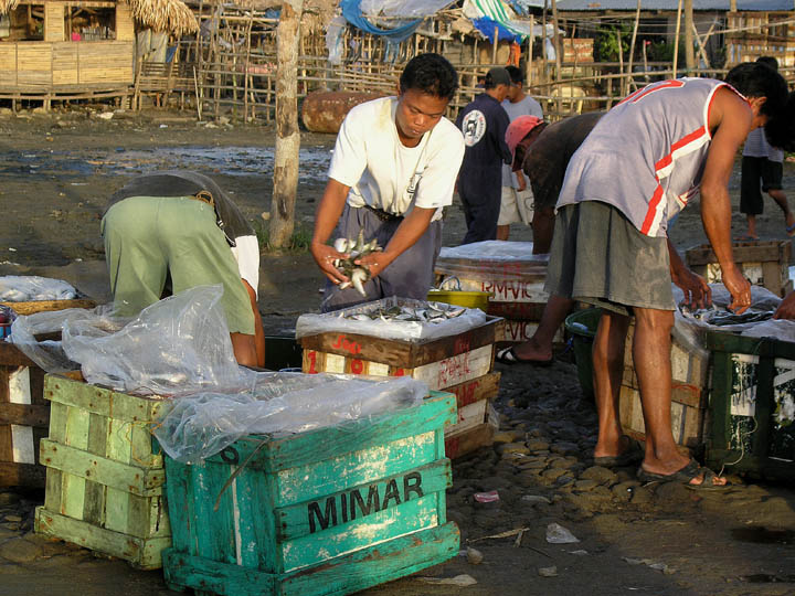 Frischer Fisch - vom Boot sofort zum Markt