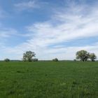 Frischer Frühling in der Elbaue