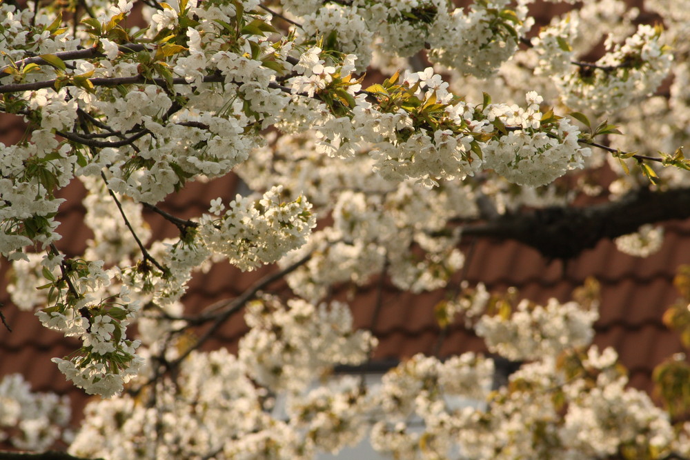 Frischer Frühlingsmorgen