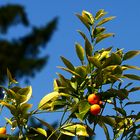 .Frischer geht's kaum Baum.