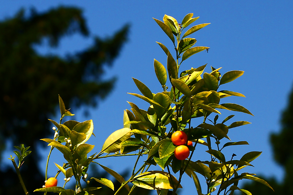 .Frischer geht's kaum Baum.