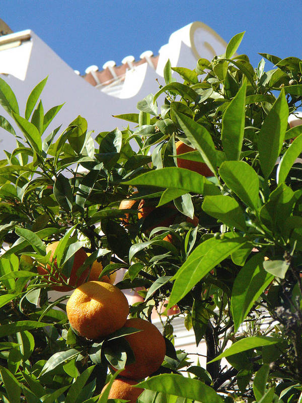 Frischer Orangensaft - noch am Ast!