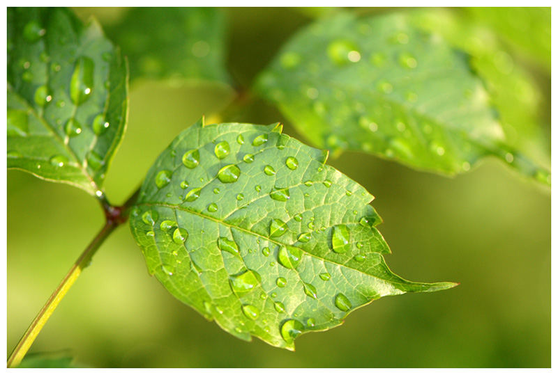 Frischer Regen